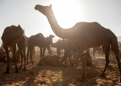 Camels are gathered for sale at Pushkar Mela.