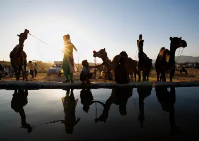 Silhouetted herders and camels at a well in late afternoon, their reflections visible in the water at Pushkar Mela, Rajasthan, India.