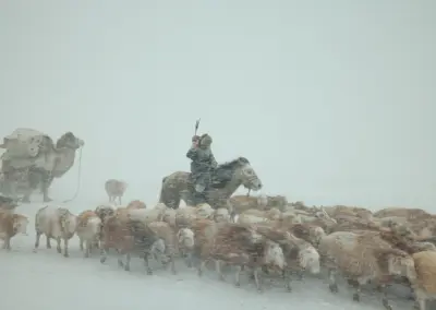 Eagle Hunter Yermyek’s son Akhtikek is migrating with his animals in the Altai mountains during a brutal snowstorm.