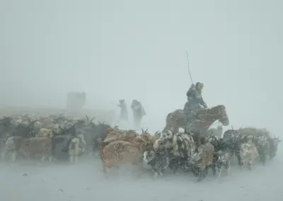 Eagle Hunter Yermyek’s son Akhtikek is migrating with his animals in the Altai mountains during a brutal snowstorm.